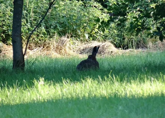Panzió Luette Nest 4*
